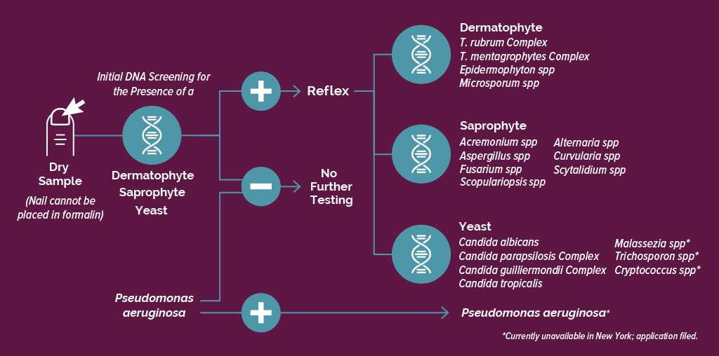 BakoDx Reflex DNA Testing