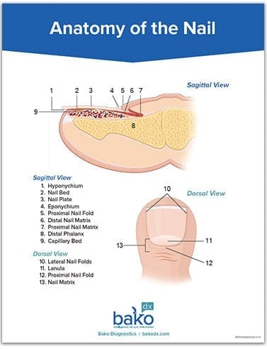 BakoDx Nail Anatomy Table Top
